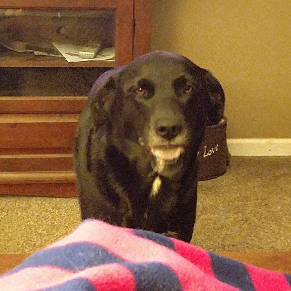 Meet your Posher, Tara - Picture 1 of 1